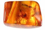 Detailed Fossil Ant (Formicidae) & Spider In Baltic Amber #81808-4